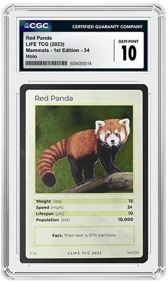 Red Panda_FR_tb20260609134926424.png