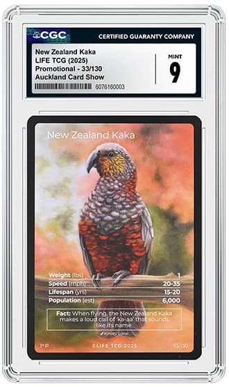 Kaka_FR_tb20260609135317832.png